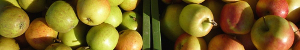 Äpfel