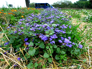 Blumen