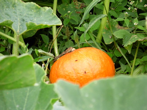 Gemüse