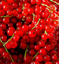 Johannisbeeren