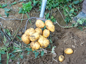 Kartoffeln