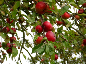 Obst