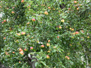 Obst