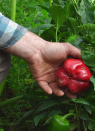 Paprika