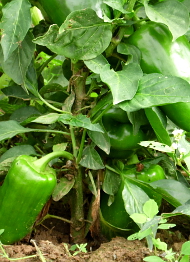Grne Paprika