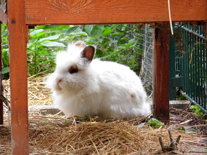Hase