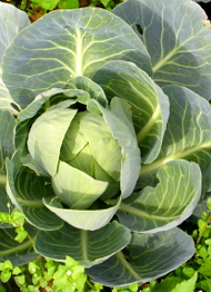 Weisskohl